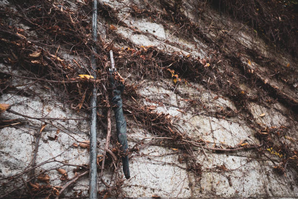 Umbrella is caught in ivy