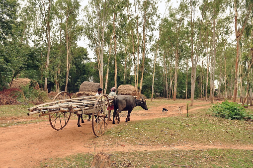 The Buffalo carts are used as medium of transportation in the remote villages of West Bengal,India. In this picture the buffalo carts are used to carry materials