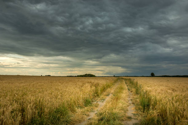 istock Dirt road in a grain field and dark clouds on the sky 1291007295