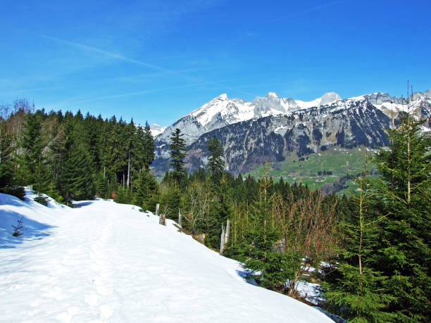 istock Mixed forests and thinned out trees on the slopes of the Churfirsten mountain range and in the river Thur valley, Wildhaus - Canton of St. Gallen, Switzerland 1291007325