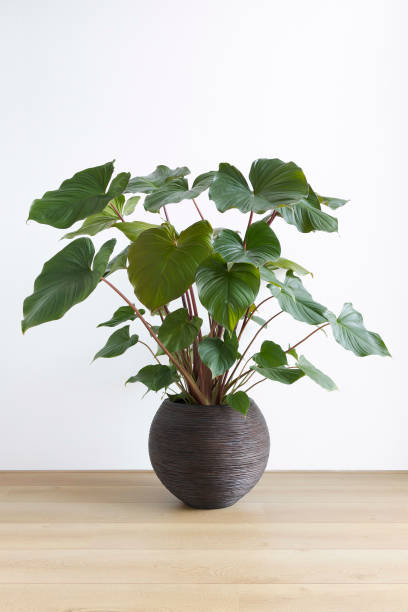 istock homalomena plant in bright living room 1291009623