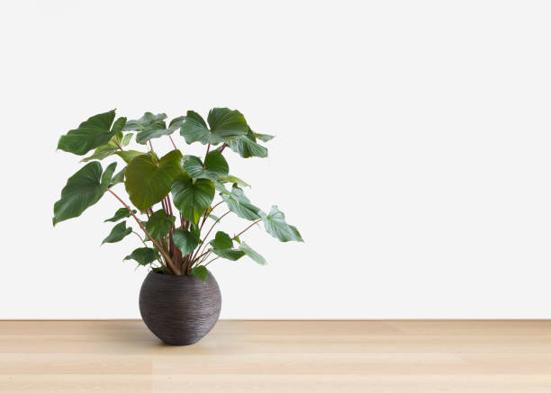 istock homalomena plant in bright living room, copy space 1291009631