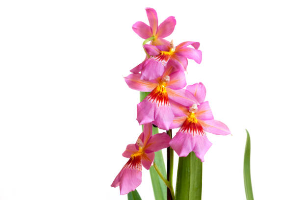 allevamento di un'orchidea profumata con il nome di burrageara nelly isler rosa - idler foto e immagini stock