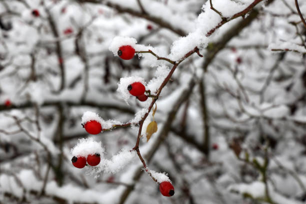 istock Red rose hips in frost in winter 1291010632