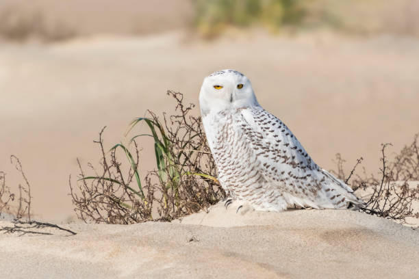 The Snowy Owl (Bubo scandiacus) is an infrequent visitor to the Pacific Northwest. Rare visitation, known as an irruption is caused by over-population in the owl's native range in the Arctic where they normally winter. This juvenile owl was photographed in early winter at Damon Point near Ocean Shores, Washington State, USA.