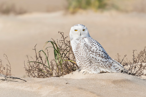 Snowy Owl (Nyctea scandiaca) on a sandy beach dune. Parker River National wildlife Refuge, Massachusetts