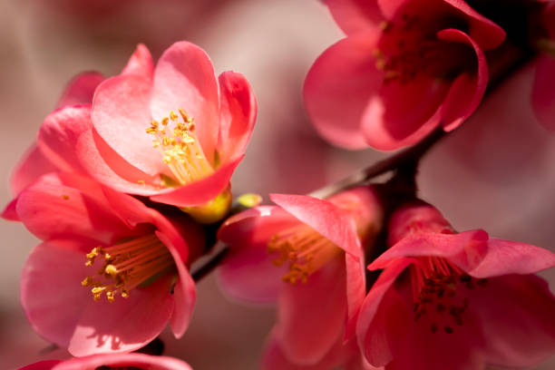 istock Flowering Quince blooming in Spring 1291013664