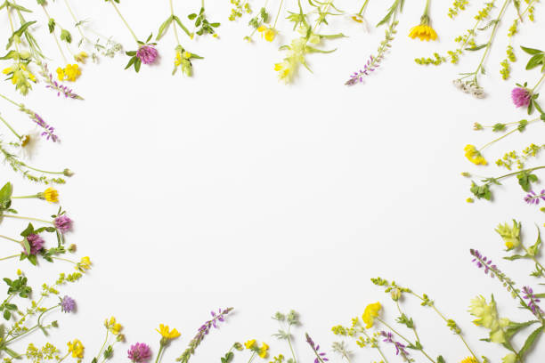 istock beautiful wild flowers on white background 1291013715