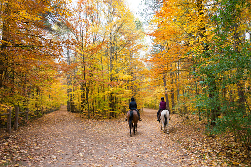 Markham, ON, Canada - Oct 18, 2020:  Tranquil scene of riders and their horses walking in the woodland in autumn. Horse riding is one of the most favoured recreational activities in rural areas of Southern Ontario.