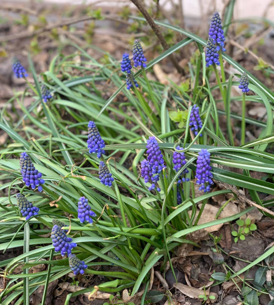 istock Spring flowers blue hyacinth Muscari in garden. 1291016086