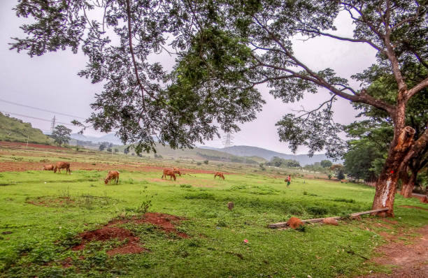 istock THE RURAL LANDSCAPE 1291023141