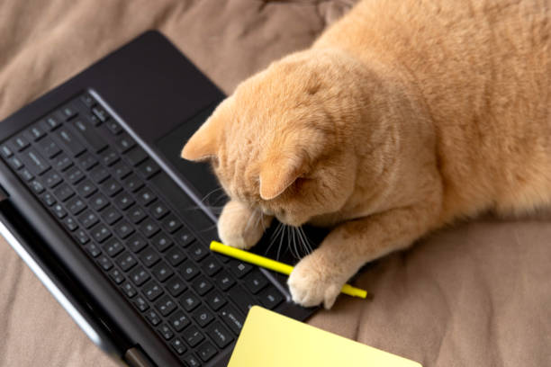 istock Scottish fold red cat lies on the sofa with laptop and notepad 1291024000