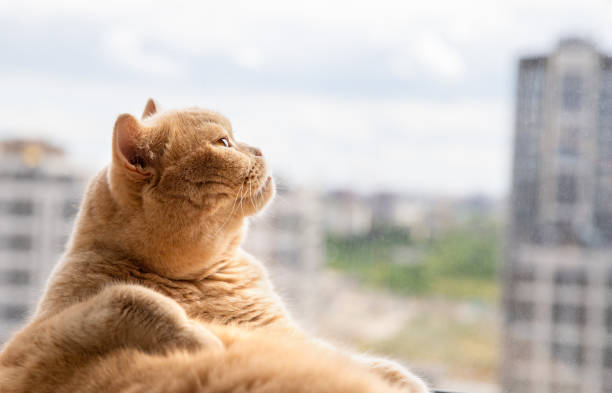 istock Scottish fold red cat lies on the windowsill 1291024002