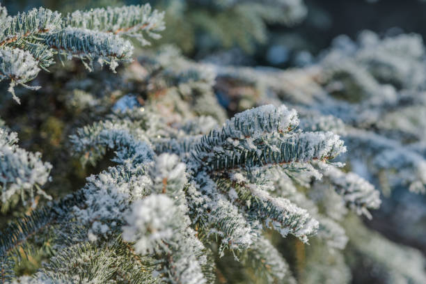 istock Branches of blue spruce is covered with snow 1291031351
