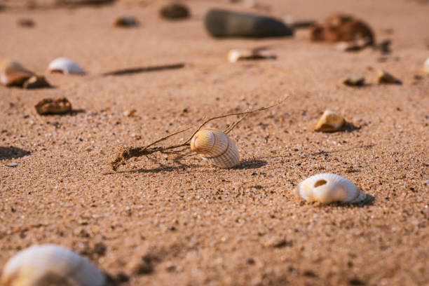 istock Shells on Snettisham Beach, Norfolk, England 1291032349