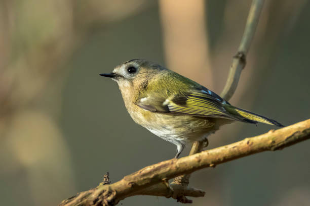 istock Goldcrest bird, Regulus regulus, foraging through branches of trees and bush 1291032463