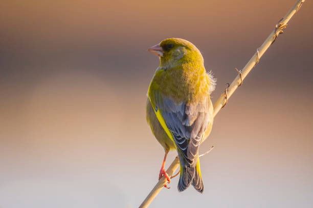 istock Greenfinch Chloris chloris bird singing 1291032485
