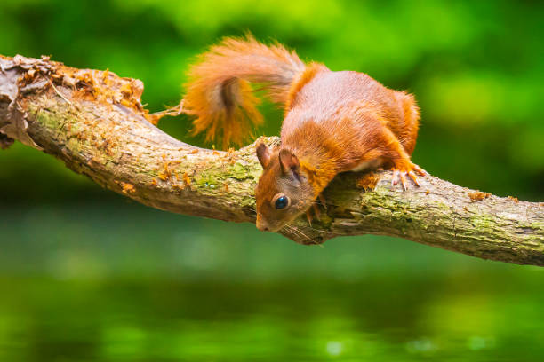 istock Curious Eurasian red squirrel, Sciurus vulgaris, running and jumping through trees in a forest 1291032539