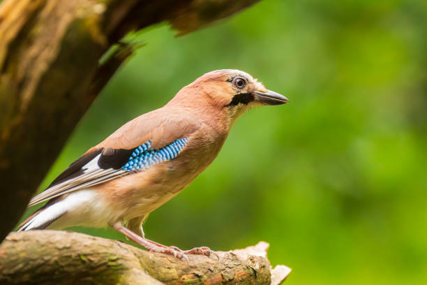 istock Eurasian jay Garrulus glandarius bird perched in a forest tree 1291032540