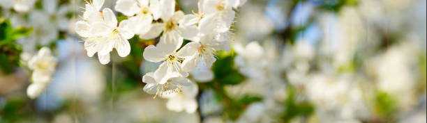 istock Branches of blossoming apricot macro 1291032915