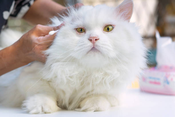 Cleaning Cat’s Ears by brush.