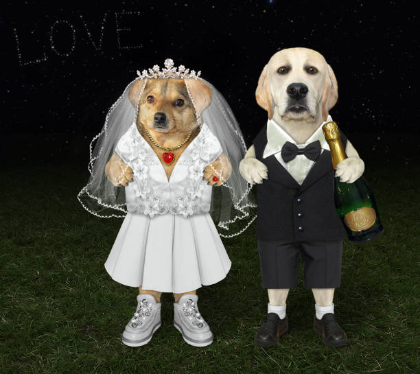 istock Dogs newlyweds in love on grass 1291033616