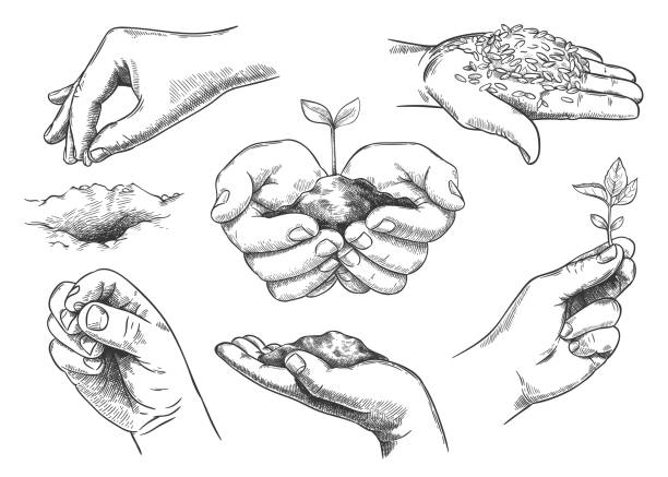 Hands with plant sprout. Farmer hand holding soil and planting seeds. Save nature, grow new trees. Agriculture and ecology sketch vector set Hands with plant sprout. Farmer hand holding soil and planting seeds. Save nature, grow new trees. Agriculture and ecology sketch vector set. Environmental protection symbols isolated engraved image stock illustrations