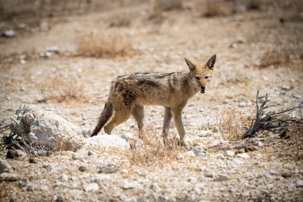 istock Black-backed jackal stands among rocks eyeing camera 1291035268