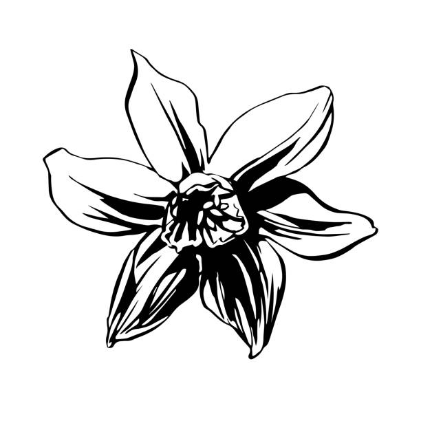 illustrations, cliparts, dessins animés et icônes de ððμñð°ññ - daffodil bouquet isolated on white petal
