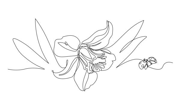 ilustrações, clipart, desenhos animados e ícones de única flor narciso com folhas & joaninha, símbolo da primavera, juventude, páscoa, ornamento & padrão para cartões de casamento - daffodil bouquet isolated on white petal