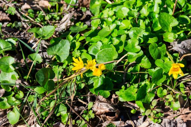 istock Yellow buttercups on the meadow 1291037498