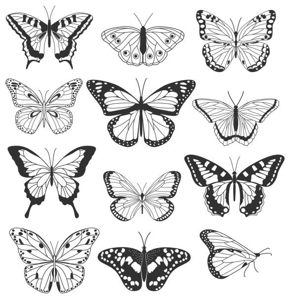 Set of realistic butterflies isolated on white background Set of realistic black and white butterflies isolated on white background. Collection of vintage elegant illustrations of butterflies. Design elements for your project. Vector illustration butterfly wing patterns stock illustrations