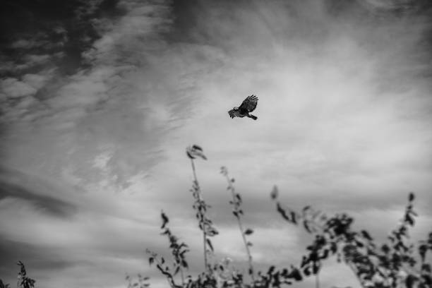eagle flying above the trees. Black and white