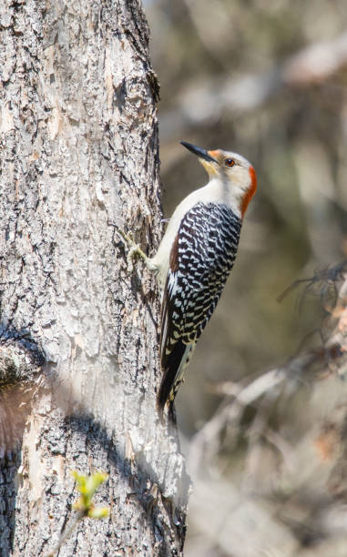 istock female red bellied woodpecker 1291039661