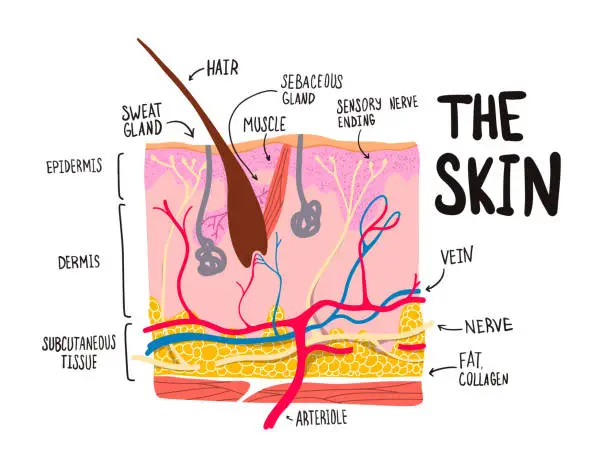 Vector illustration of Human Skin Cell Cross-Section of the structure labeled. Hair and hair follicle, sweat, and a sebaceous gland. Layered epidermis. Healthy skin anatomy. Diagram for educational. Infografic