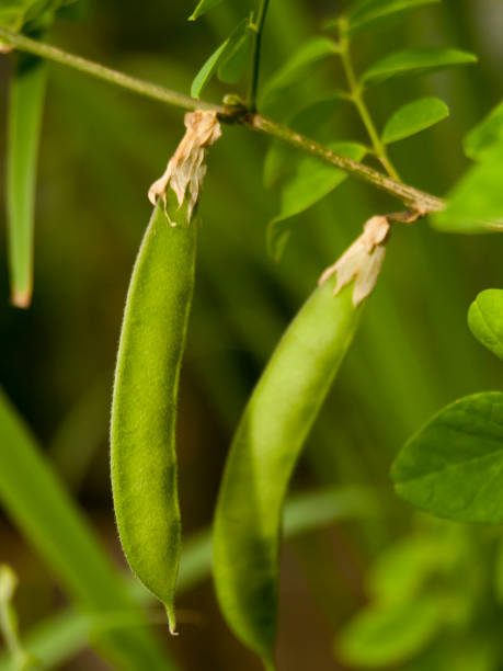 istock Tropical plant pic eleven, green leaf modeling background, 1291041900
