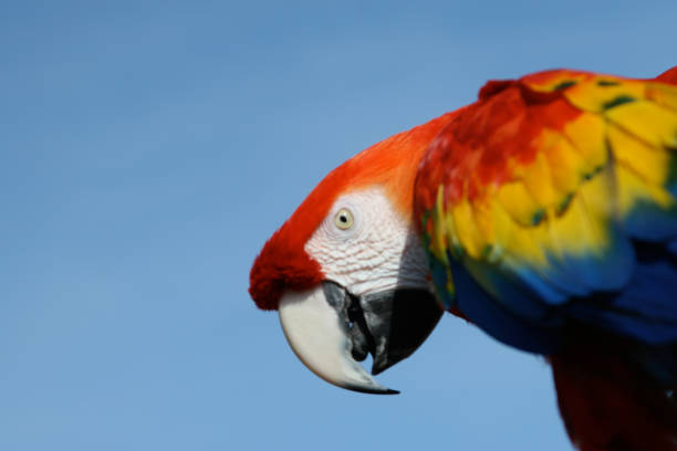 istock Parrot Scarlet Macaw red blue yellow with white beak 1291043313
