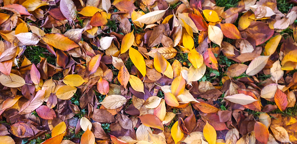 High angle of multicolored fallen leaves in autumn