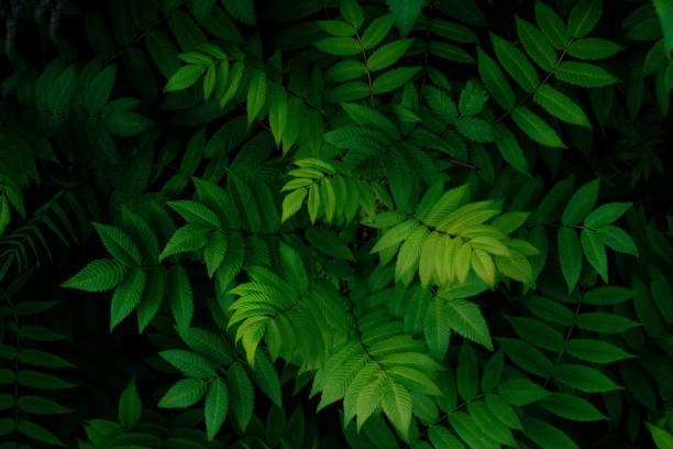 istock green leaves on a black background  copy space 1291045404