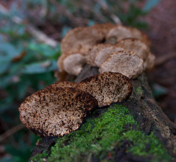 istock Beautiful image of tree fungus on lichen covered log with copy space 1291045514