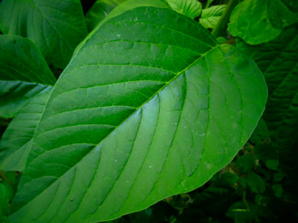 istock Natural green leaf macro photography 1291049087