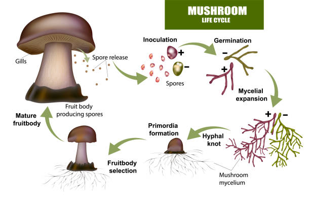 LIFE CYCLE MUSHROOM. Fruit body producing spores LIFE CYCLE MUSHROOM. Fruit body producing spores, Mushroom mycelium. hypha stock illustrations