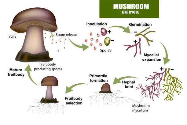 Vector illustration of LIFE CYCLE MUSHROOM. Fruit body producing spores