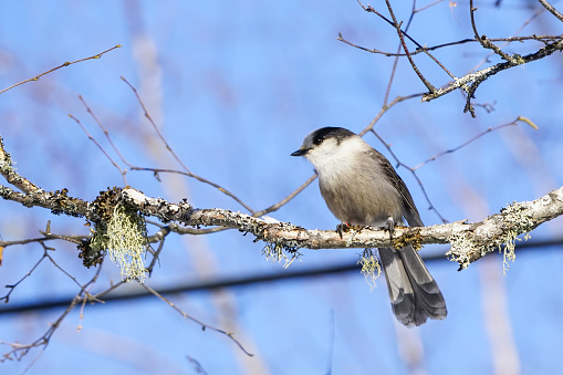 Canada Jay, aka Grey Jay, a song bird and voted as the National Bird of Canada, is perching on birch tree branch in Algonquin Park in winter