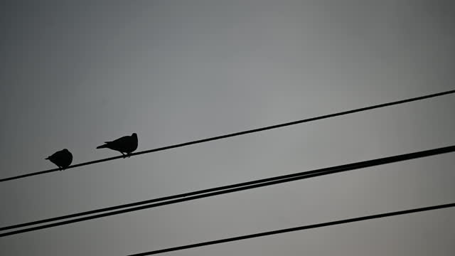 Couple pigeons are having sex on the top wire
