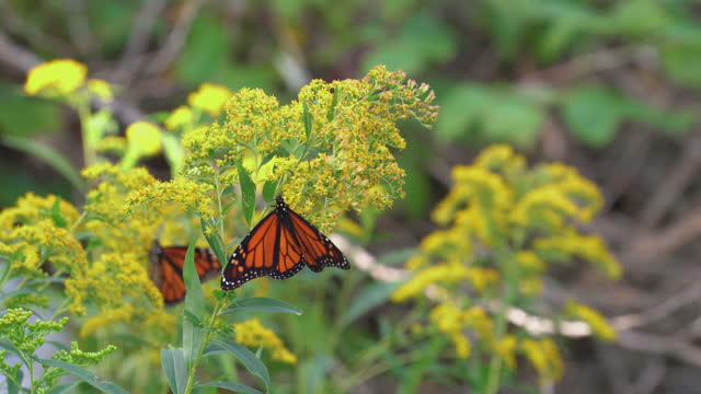 Monarch Butterfly on Golden Rod Flowers
