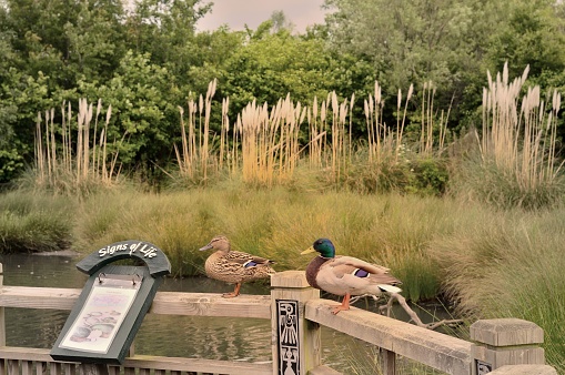 A pair of Mallard ducks at the London Wetlands reading the information brochure for bird watchers and tourists