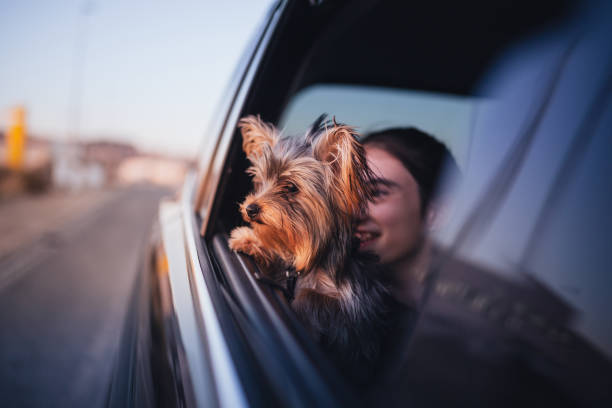 istock Happy girl and her Yorkshire Terrier. 1291053804