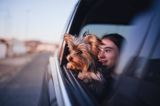 Happy girl and her Yorkshire Terrier.