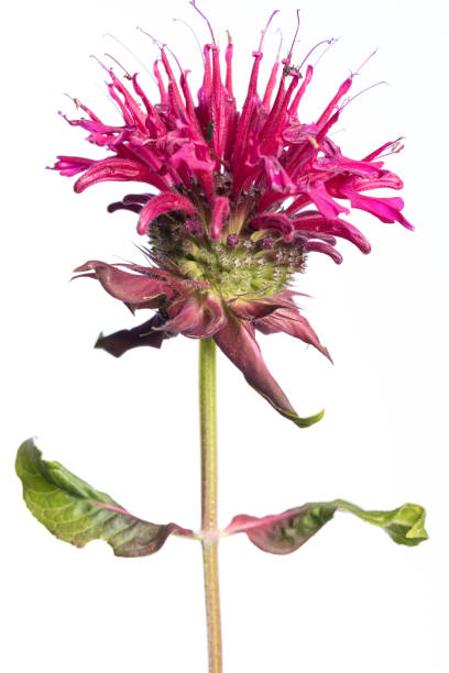 planta medicinal do meu jardim: mediblossom e folhas de monarda didyma (indiandernessel / goldmelisse) isoladas em fundo branco - homeopathic medicine medicine vertical studio shot - fotografias e filmes do acervo